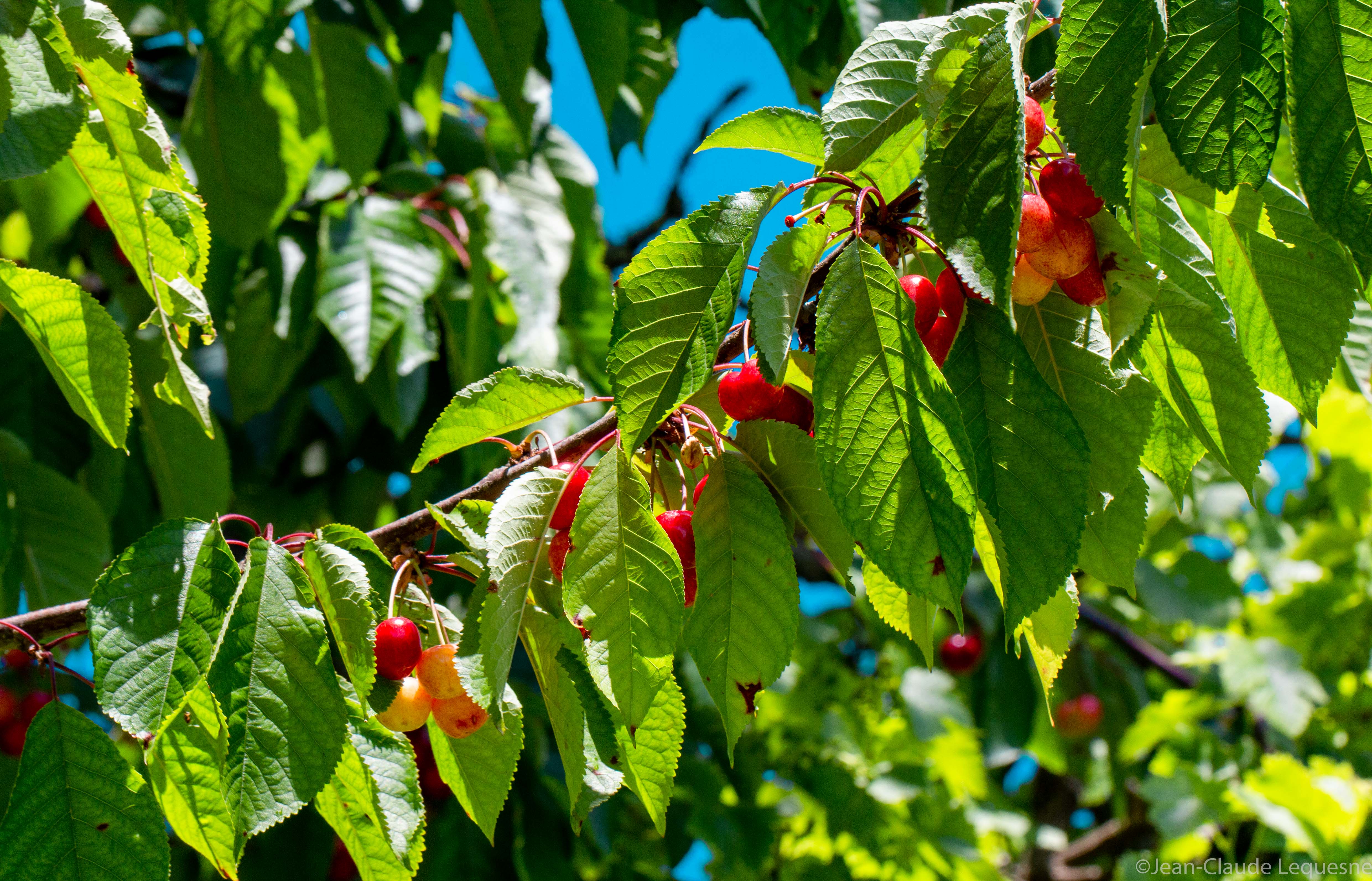 Cerise des coteaux de Marennes